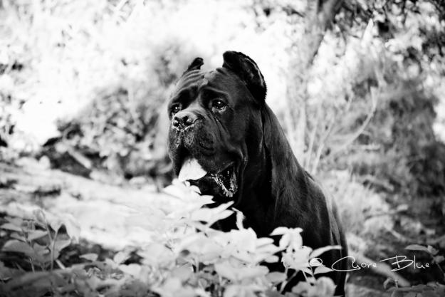 Macho de Cane Corso para montas