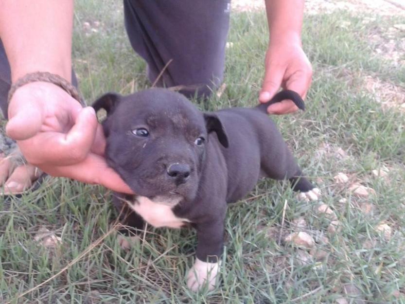 preciosos cachorros de ameran bully