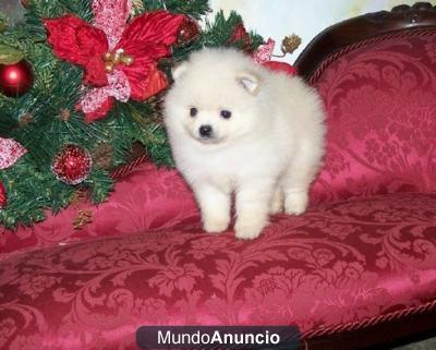 Regalo   	pomerania lindo y adorable buscando un nuevo hogar54656546