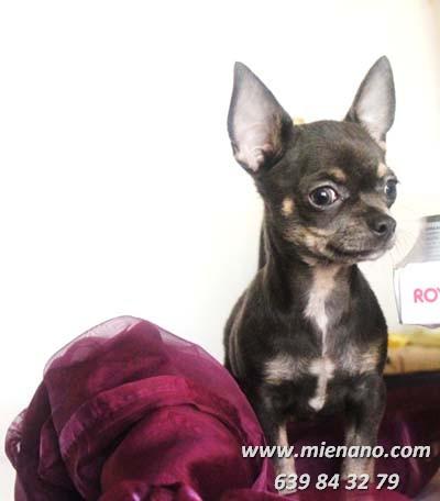 VENTA DE CHIHUAHUAS MINI, ENVIOS CONTRA REEMBOLSO