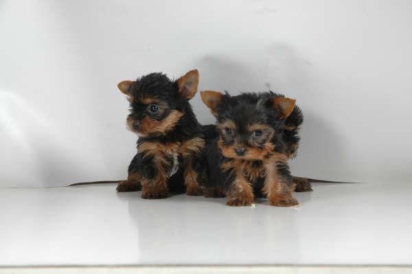 Yorkshire, adorables cachorros a buen precio