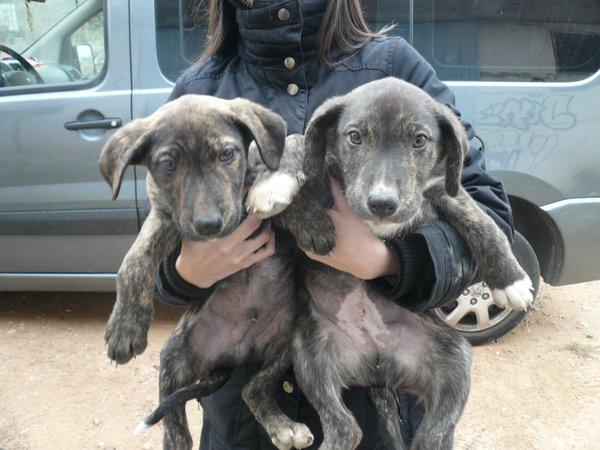 CACHORROS BUSCANDO HOGAR... ¡¡DALES UNA OPORTUNIDAD!!