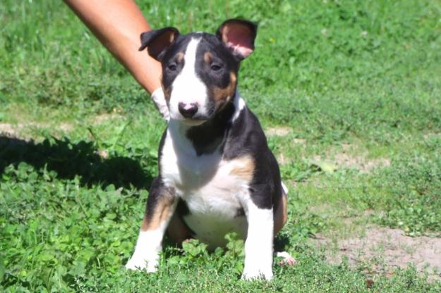 CACHORROS DE BULLTERRIER