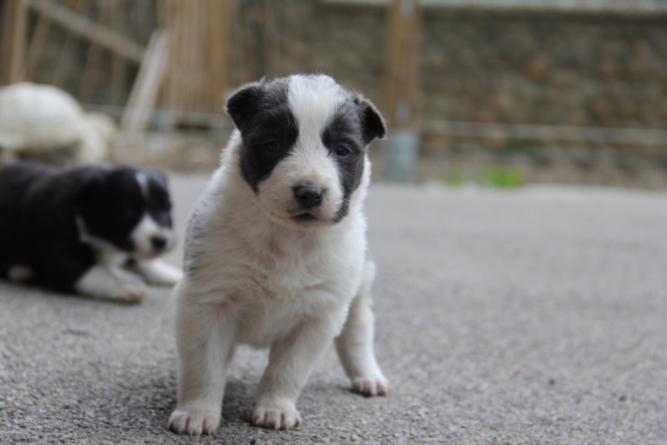 Camada de border collies