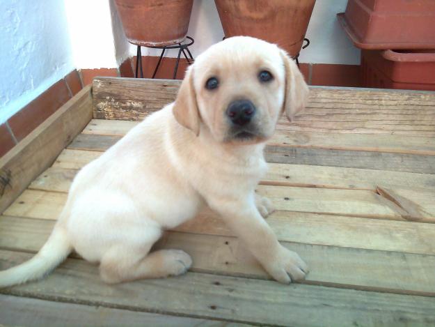 CAMADA DE LABRADORES DORADOS