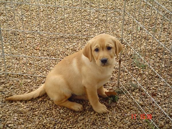 Labrador retriever hembrita de tres meses y medio