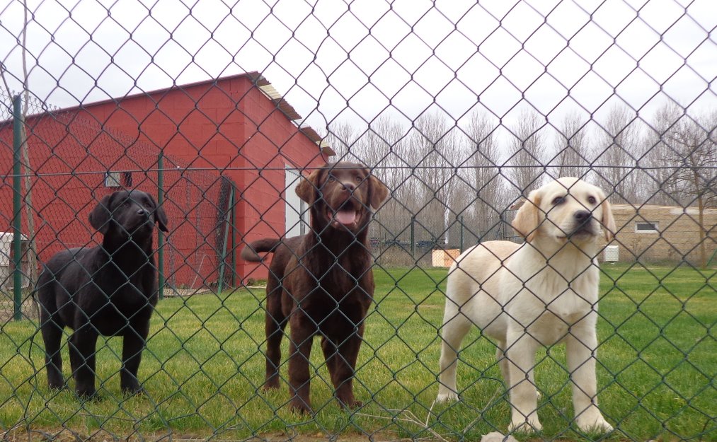 Labrador Retriever Larcan de Castilla - Palencia