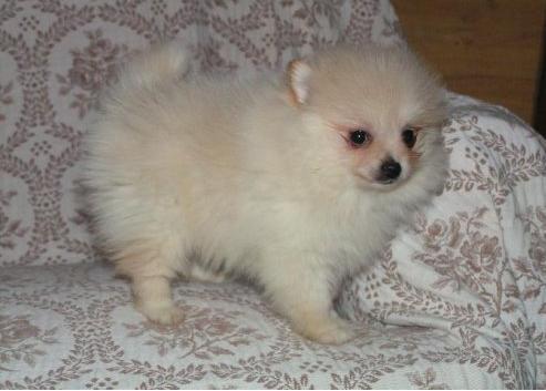 Perrito Pomerania (€150)