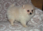 Perrito Pomerania (€150) - mejor precio | unprecio.es