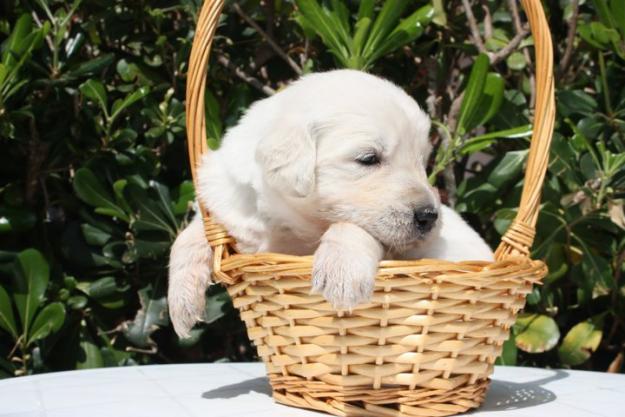 Preciosos cachorritos de Golden Retriever con pedigree. Económicos.