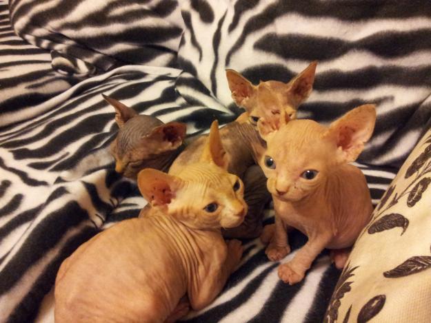 Preciosos gatitos Sphynx en venta