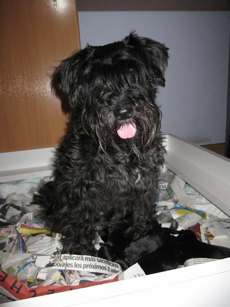 SCHNAUZER MINIATURA NEGROS