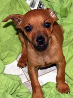 se regalan cachorros de raza pequeña