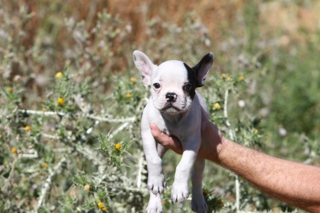 venta de cachorros en toda españa