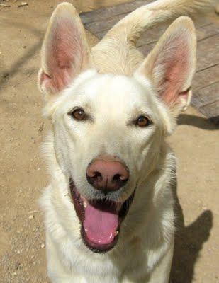 PERRO EN ADOPCIÓN