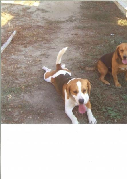 beagles de 18 meses precio a convenir