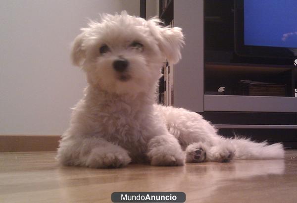 BICHON MALTES MACHO PARA MONTA