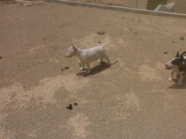 Bull Terrier Miniatura