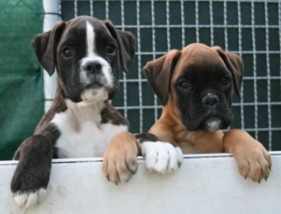 Cachorra boxer dorada