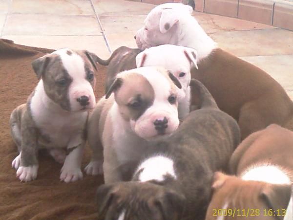 CACHORROS AMERICAN STAFFORDSHIRE TERRIER