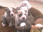 CACHORROS AMERICAN STAFFORDSHIRE TERRIER - mejor precio | unprecio.es