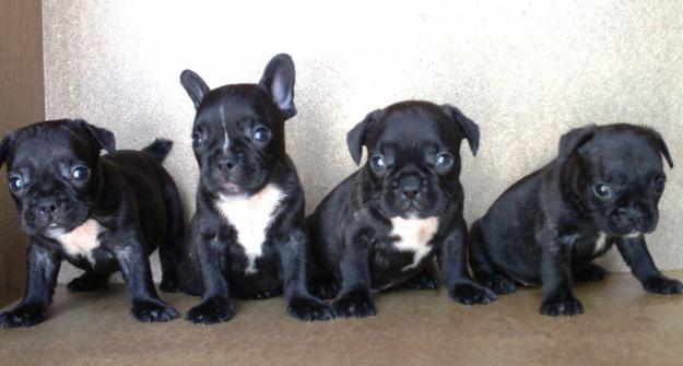 CACHORROS BULLDOG FRANCES, 350€