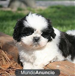 Cachorros Shit zu hogar planteadas