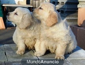 Golden retriever de VillaCarsan