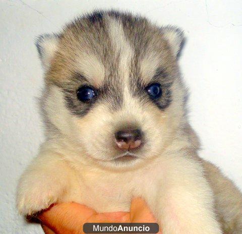 HUSKYS SIBERIANOS SIERRA DE GATA LO MEJOR AL MEJOR PRECIO