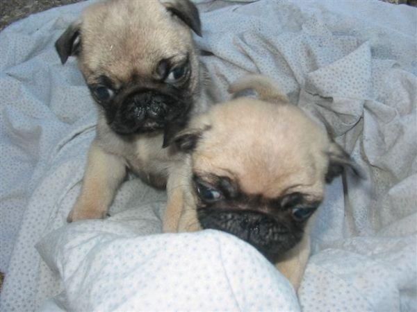 Pug Carlinos con Pedigre 150â¬