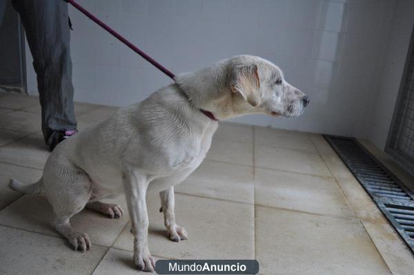 SE DA EN ADOPCION LABRADORA BLANCA 1AÑO