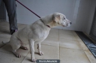 SE DA EN ADOPCION LABRADORA BLANCA 1AÑO - mejor precio | unprecio.es