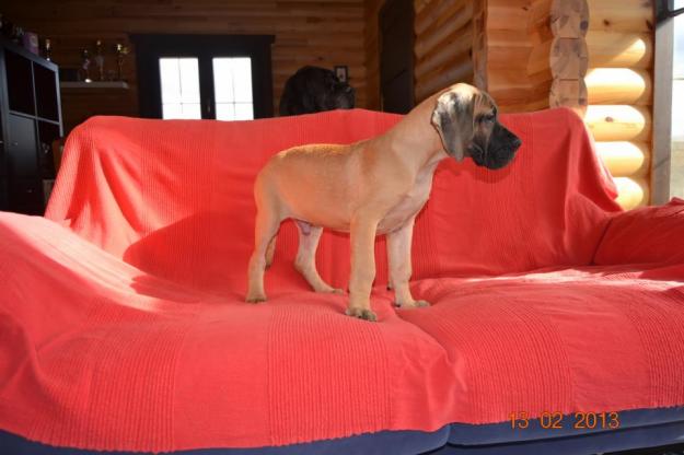 Cachorros Dogo Alemán, dorados y atigrados