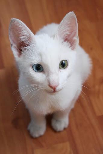 Bowie, blanquito de 6 meses, ( Abril del 2013) un ojo de cada color, sordo y muy mimoso.