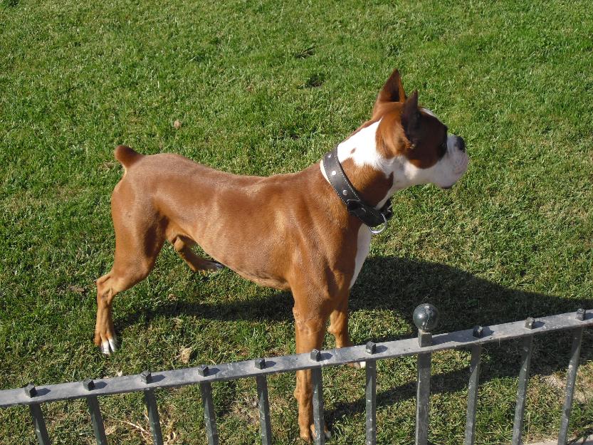 Boxer canela busca perrita