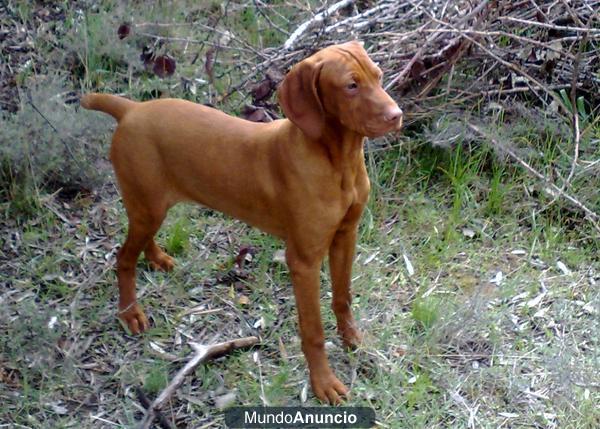 Braco Hungaro (Vizsla)