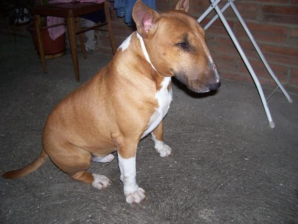 bullterrier macho para monta