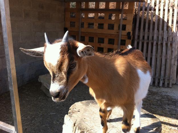 Cabras enanas en venta! Impresionantes muy dociles i buenas.