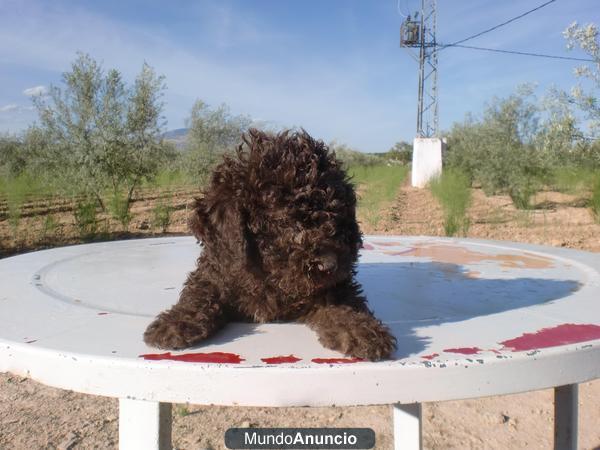 Cachorro macho de Perro de agua español