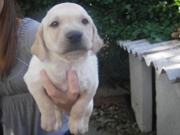 CACHORROS DE LABRADOR