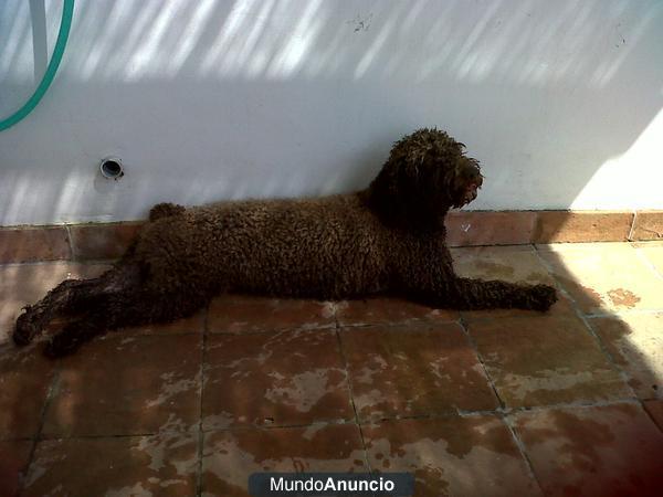 Perro de agua MONTA