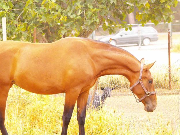 POTRA PRE CASTAÑA LIMPIA 25 MESES 1.62M