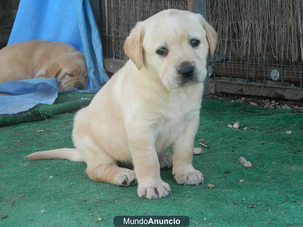 Precioso machito labrador. Ultimo 140 €