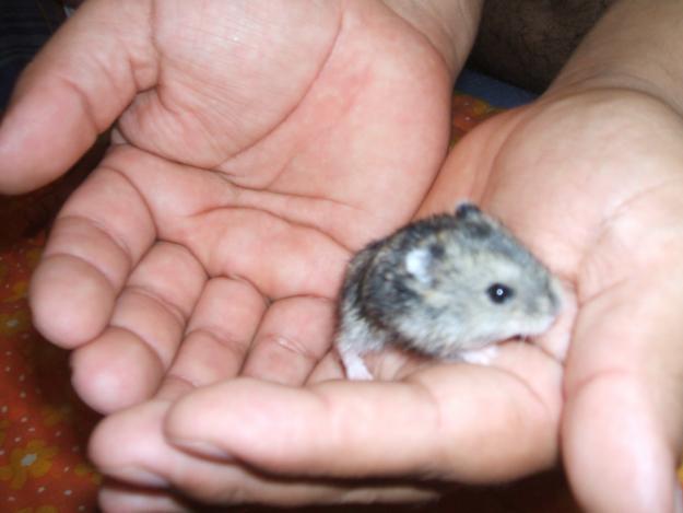 regalo hamsters rusos