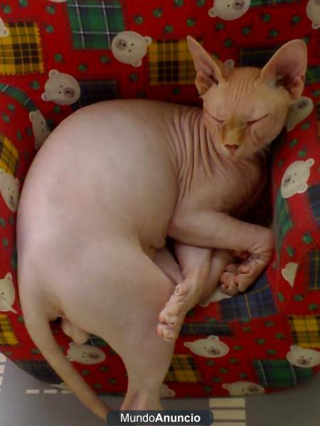 SE VENDE GATO SPHYNX