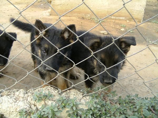 se vende pastor aleman