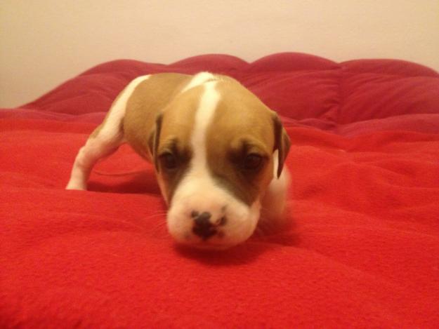 Se venden cachorros de american staffordshire