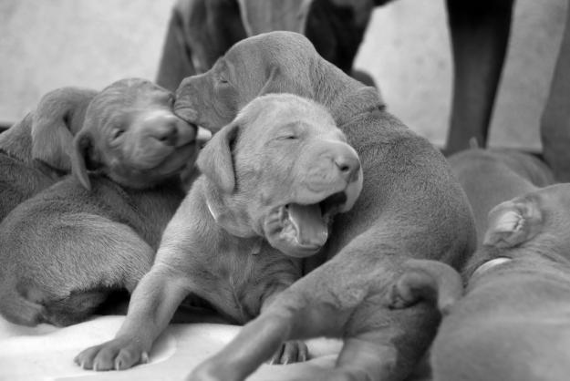 Vendo Braco de Weimar - Weimaraner