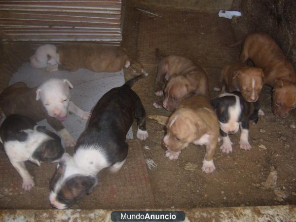 VENDO CACHORROS PITBULL