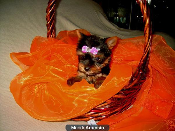 yorkshire terrier camadita en llerida